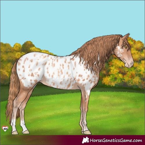 Horse Color:Gold Champagne Appaloosa and Gold Champagne Appaloosa