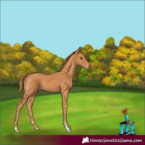 Horse Color:Chestnut 