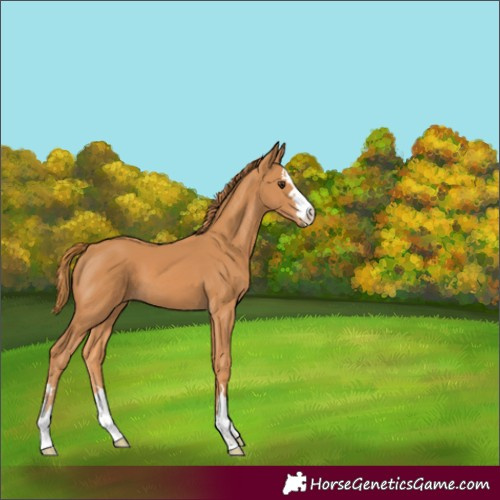 Horse Color:Chestnut 