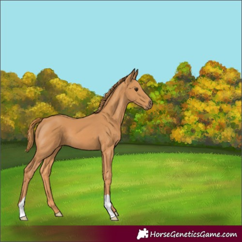 Horse Color:Chestnut 