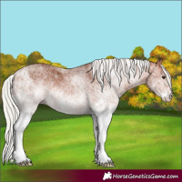 Horse Color:White Spotted Silver Bay
