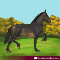 Horse Color:Buckskin 