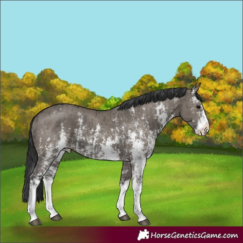 Horse Color:Grullo Sabino Splash  and Grullo Sabino Splash 
