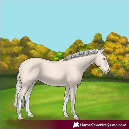Horse Color:Cremello Splash and Cremello Splash