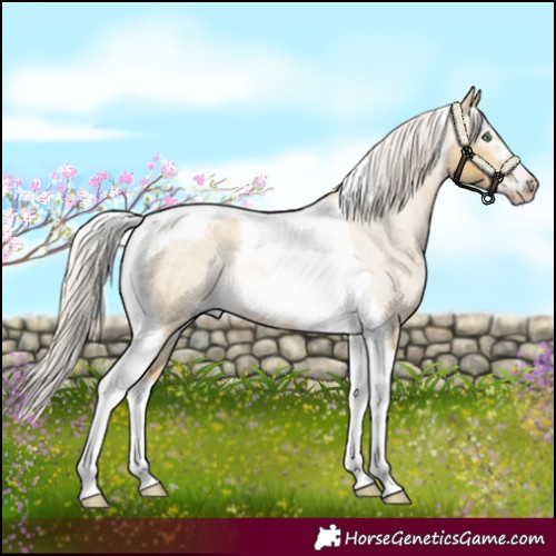 Horse Color:Gray Silver Amber Cream Champagne Roan Dun Splash Tobiano Frame Appaloosa Rabicano 