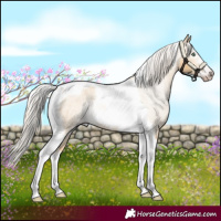 Horse Color:Gray Silver Amber Cream Champagne Roan Dun Splash Tobiano Frame Blanket Rabicano
