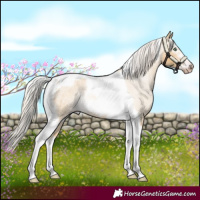Horse Color:Gray Silver Amber Cream Champagne Roan Dun Splash Tobiano Frame Appaloosa Rabicano