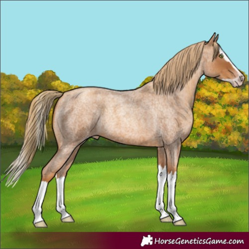 Horse Color:Gray Gold Champagne Roan Splash Rabicano