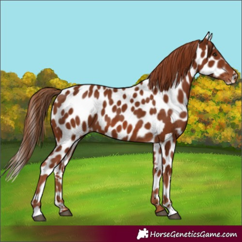 Horse Color:Chestnut Appaloosa