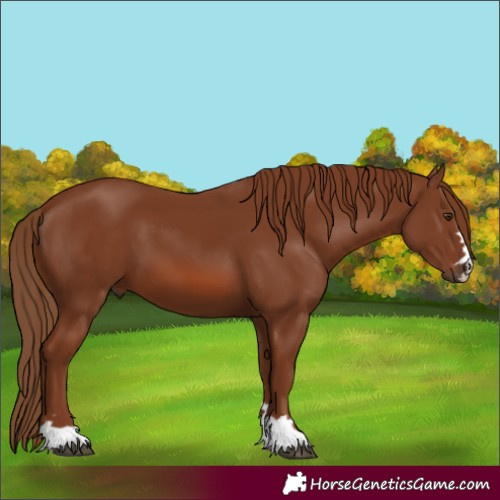 Horse Color:Chestnut 