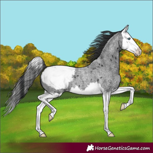 Horse Color:Unknown 
