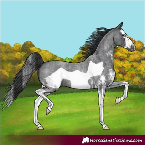 Horse Color:Blue Roan Sabino Splash Frame 