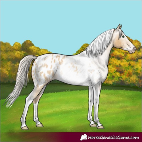 Horse Color:Gray Silver Amber Cream Champagne Roan Dun Splash Tobiano Frame Appaloosa Rabicano 