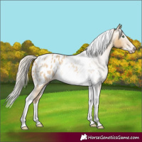 Horse Color:Gray Silver Amber Cream Champagne Roan Dun Splash Tobiano Frame Appaloosa Rabicano