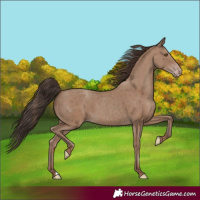 Horse Color:Classic Champagne
