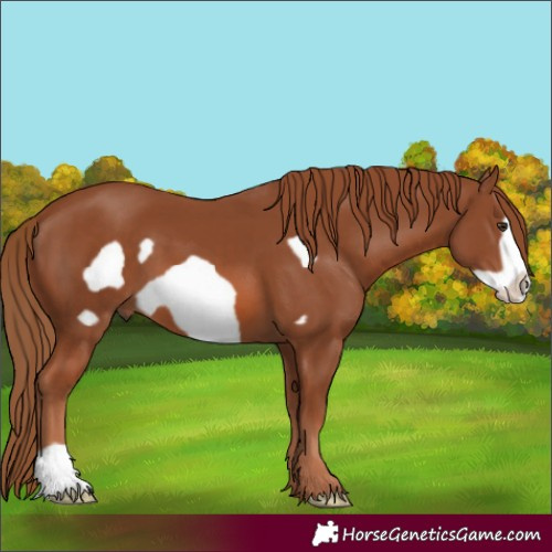 Horse Color:Chestnut Frame