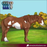 Horse Color:Chestnut Frame