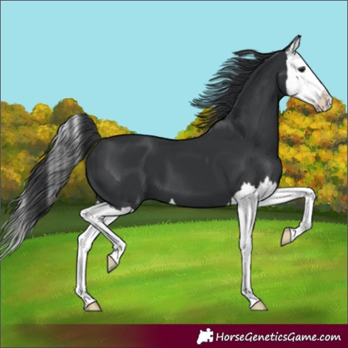 Horse Color:Black Splash