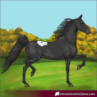 Horse Color:Black Varnish
