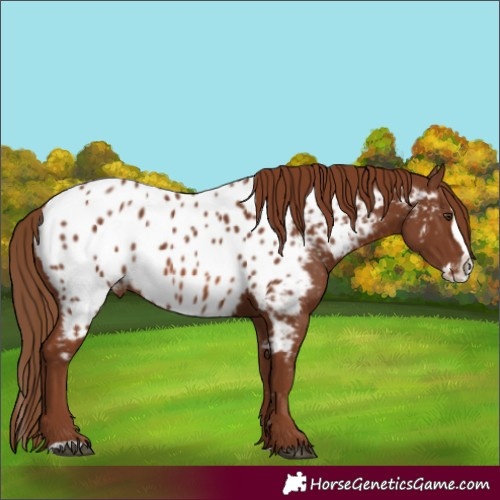 Horse Color:Chestnut Splash Appaloosa 