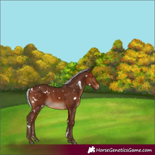 Horse Color:White Spotted Silver Brown