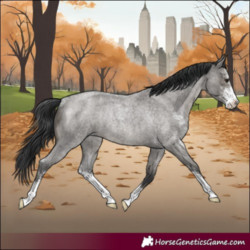 Horse Color:Grullo Roan Sabino Rabicano