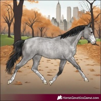 Horse Color:Grullo Roan Sabino Rabicano