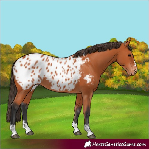 Horse Color:Bay Appaloosa 