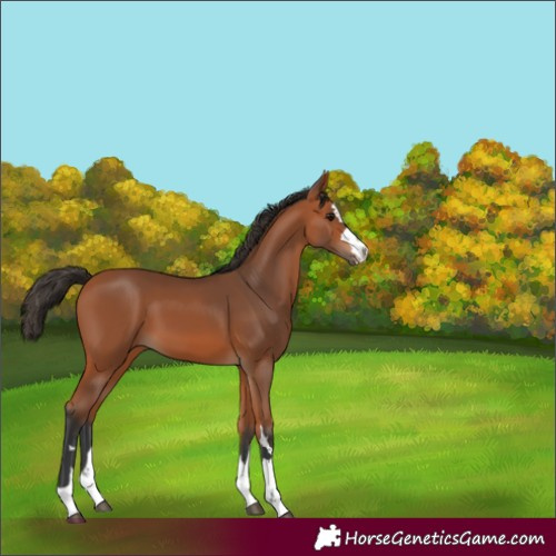 Horse Color:Unknown 