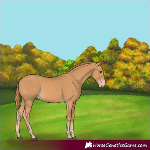 Horse Color:Unknown 