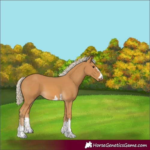 Horse Color:Palomino 