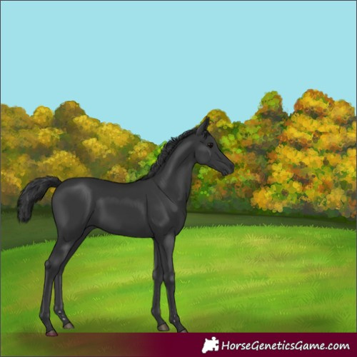 Horse Color:Black 