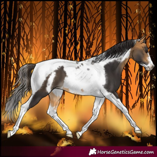 Horse Color:Buckskin Tobiano Frame 