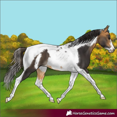 Horse Color:Buckskin Tobiano Frame