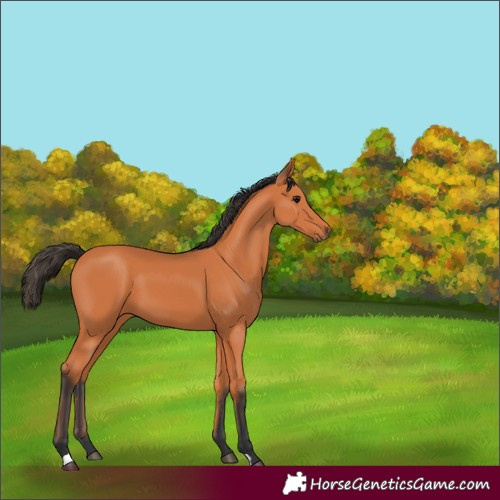 Horse Color:Bay 