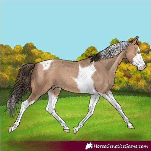 Horse Color:Amber Champagne Splash Tobiano