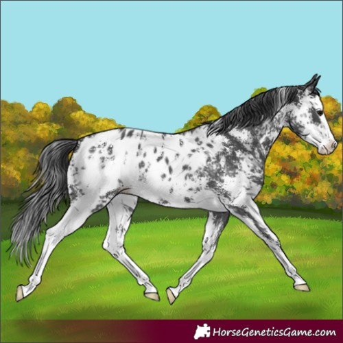 Horse Color:Black Sabino Splash Blanket 