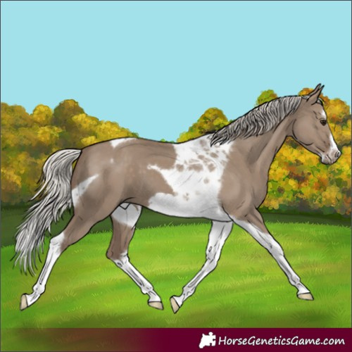 Horse Color:Silver Grullo Splash Tobiano Frame
