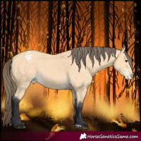 Horse Color:Buckskin Varnish