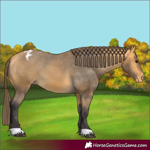 Horse Color:Buckskin Varnish 
