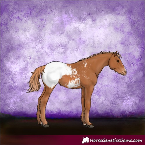 Horse Color:Chestnut Appaloosa 
