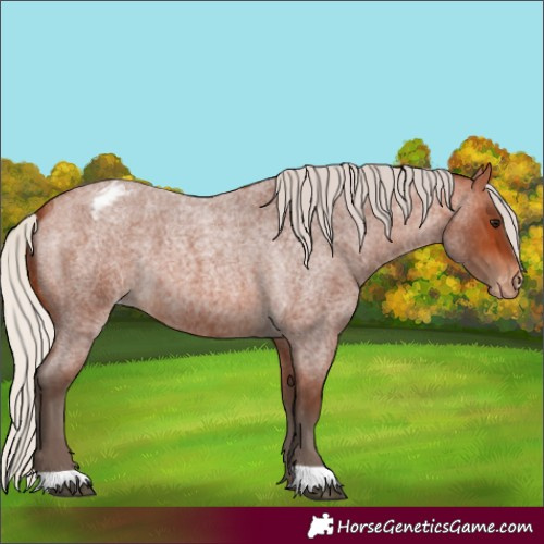 Horse Color:Silver Bay Roan Appaloosa
