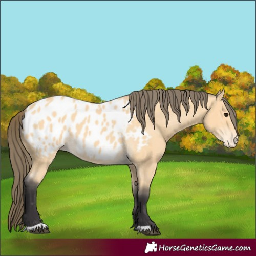 Horse Color:Buckskin Appaloosa 
