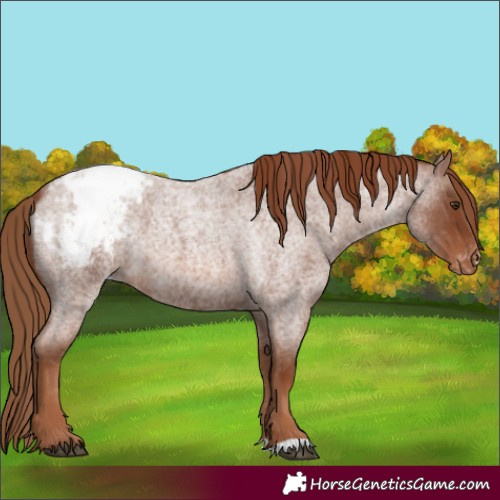 Horse Color:Red Roan Appaloosa