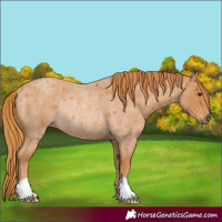 Horse Color:Red Roan Rabicano 