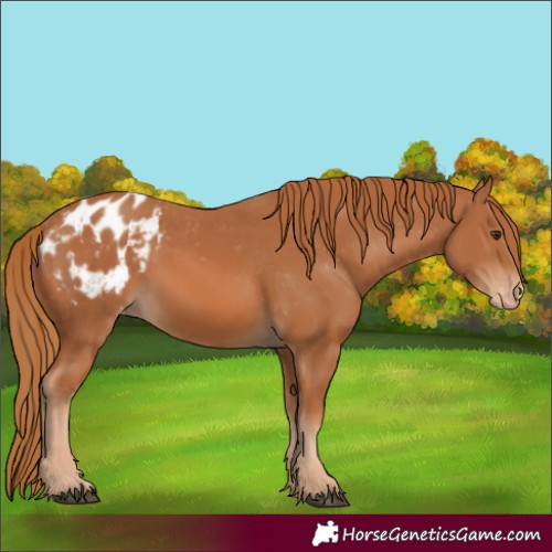Horse Color:Chestnut Appaloosa