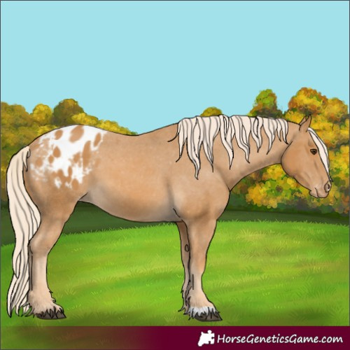 Horse Color:Palomino Appaloosa 