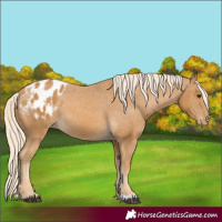 Horse Color:Palomino Varnish 