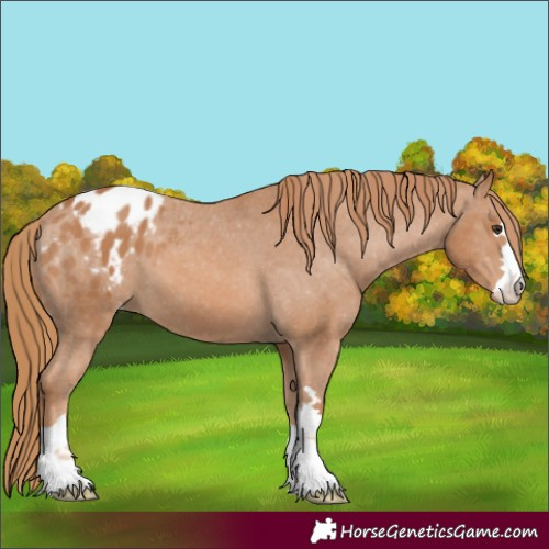 Horse Color:Chestnut Varnish 