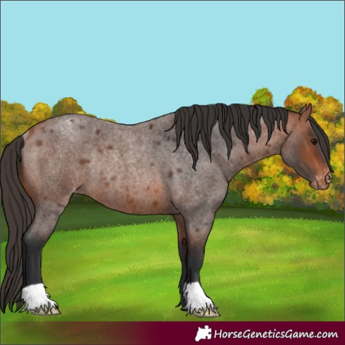 Horse Color:Bay Roan Appaloosa Rabicano